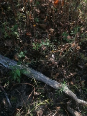 Salvadora lemniscata