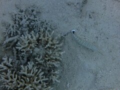 Parapercis hexophtalma