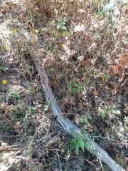 Salvadora lemniscata