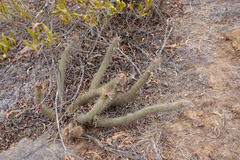 Cleistocactus candelilla