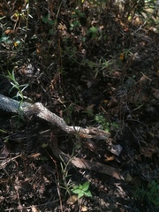 Salvadora lemniscata