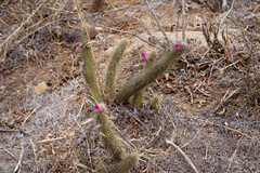 Cleistocactus candelilla