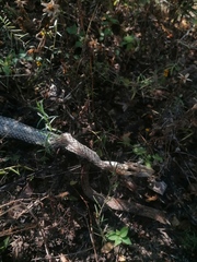 Salvadora lemniscata