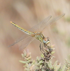 Sympetrum fonscolombii