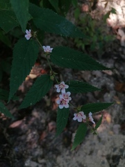 Melochia nodiflora