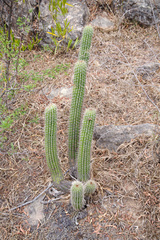 Trichocereus