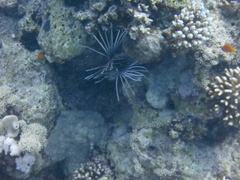 Pterois cincta