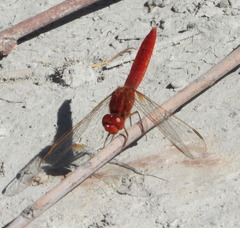 Crocothemis erythraea
