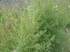 Bassia scoparia