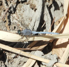 Orthetrum chrysostigma