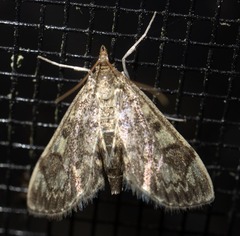 Anania tertialis