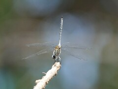 Trithemis