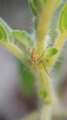 Oxyopes