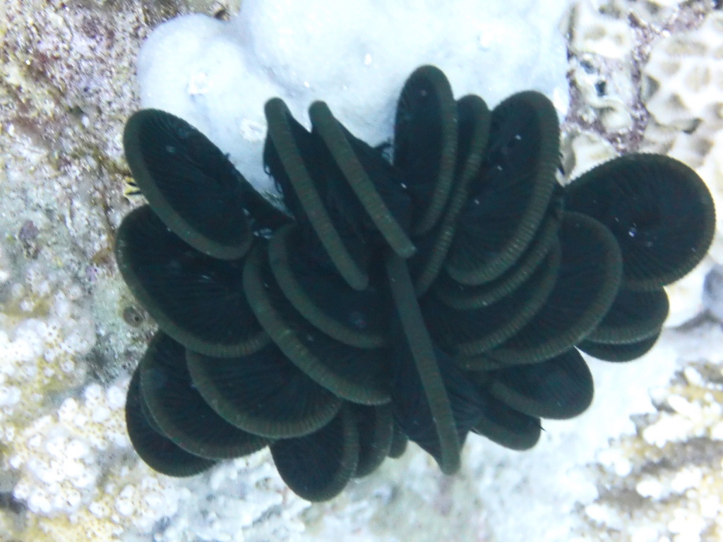 Capillaster multiradiatus