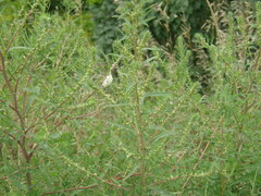 Bassia scoparia