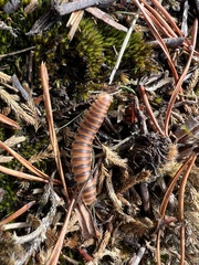 Boraria deturkiana