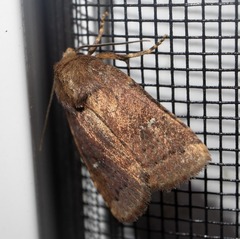 Pseudorthodes vecors