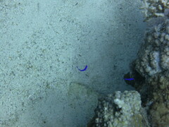 Pseudochromis fridmani