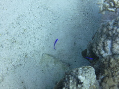 Pseudochromis fridmani