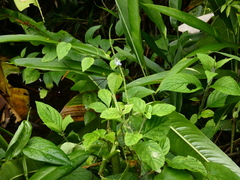 Stachytarpheta