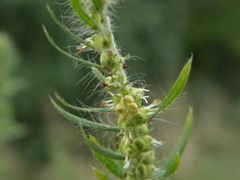 Bassia scoparia