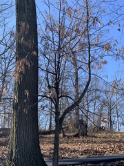 Quercus ellipsoidalis