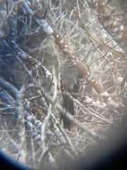 Mimus longicaudatus