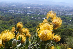 Leucospermum