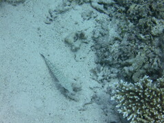 Parapercis hexophtalma