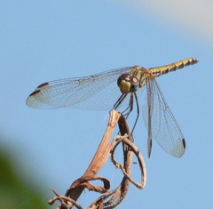 Trithemis arteriosa