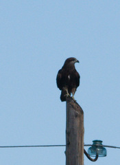 Milvus migrans lineatus