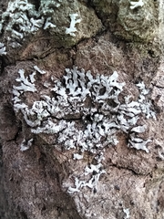 Phaeophyscia orbicularis