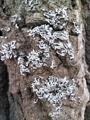 Phaeophyscia orbicularis