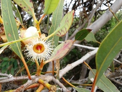 Eucalyptus cosmophylla
