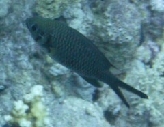 Chromis weberi