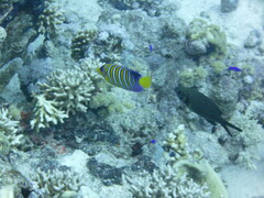 Pygoplites diacanthus
