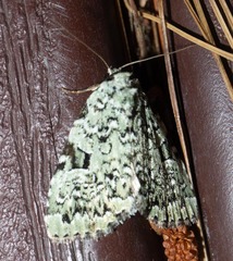 Leuconycta diphteroides