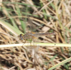 Crocothemis erythraea