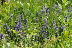 Ajuga