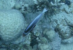 Pseudanthias taeniatus