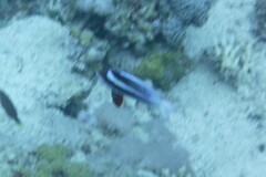 Pseudanthias taeniatus