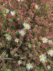 Mesembryanthemum nodiflorum
