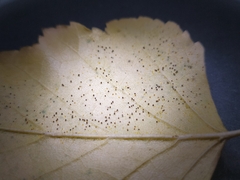Phyllactinia betulae