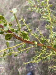 Aceria baccharipha