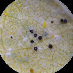 Phyllactinia betulae