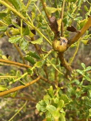 Gnorimoschema baccharisella