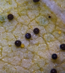 Phyllactinia betulae