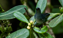 Diglossa caerulescens