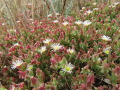 Mesembryanthemum nodiflorum