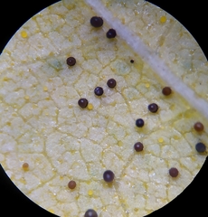 Phyllactinia betulae